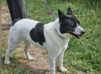 Kenzo, geboren 01.01.2021, 49cm sucht sein Körbchen