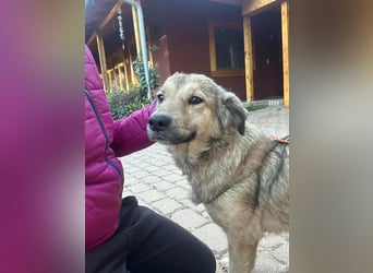 Ada, geb. 09.2022, 52 cm wartet auf ihr Glück