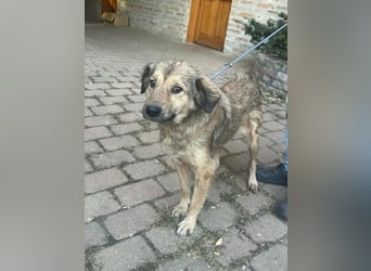 Ada, geb. 09.2022, 52 cm wartet auf ihr Glück