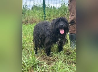 Rambo, geb. 03.2025, 42cm wartet auf sein für immer zu Hause