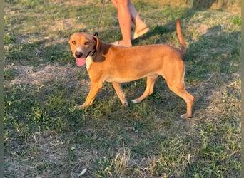 Raffael, geboren 31.10.2024, 48cm sucht seine Familie