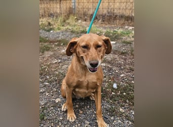 Kanya, geboren 01.01.2024, 49cm sucht ihr Zuhause