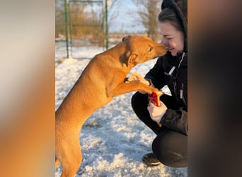 Tequila, geboren 25.08.2025, 45cm sucht Ihr Zuhause