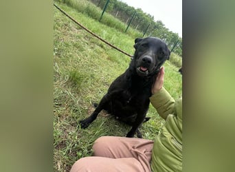 Dennis, geboren 01.06.2023, 53cm sucht nach seinem Glück
