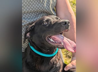 Thyson, geb. 04.2024, 50cm, sucht sein für-immer-Körbchen