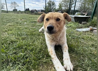 Ginger, geboren 01.01.2022, 44cm sucht ihr Herzenszuhause