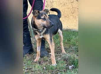 Gofi, geboren 01.08.2024, 46cm sucht seine Menschen