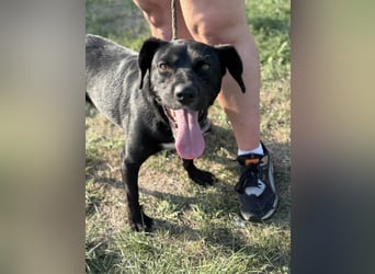 Kobold, geboren 01.09.2023, 52cm sucht sein Zuhause