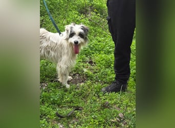 Panda, geb. 08.2024, 48cm, sucht ihre Menschen fürs Leben