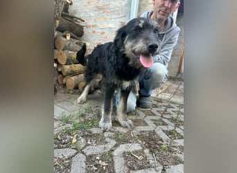 Timon, geb. 12.2025, 44cm sucht seine Abenteurer