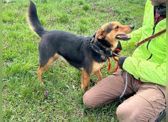 Gombi, geboren 01.08.2021, 50cm sucht seine Leute