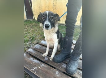 Fanni, geboren 01.11.2024, 49cm sucht ihr Plätzchen