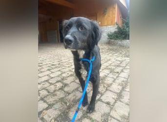 Zsazsa, geboren 02.01.2025, 52cm sucht ihre Menschen