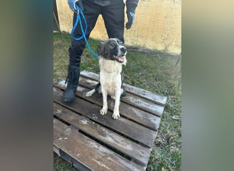 Fanni, geboren 01.11.2024, 49cm sucht ihr Plätzchen