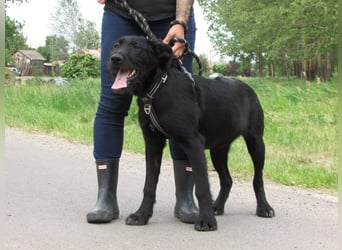 Tara, geboren 01.11.2025, 48cm sucht ihre Chance