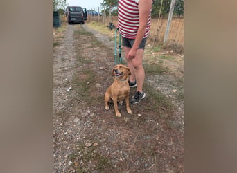 Kanya, geboren 01.01.2024, 49cm sucht ihr Zuhause