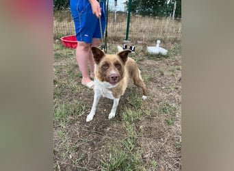 Yoko, geboren 15.06.2022, 50cm sucht ihr Zuhause