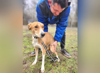 Törpie, 3 Jahre, 46cm sucht sein für immer Zuhause