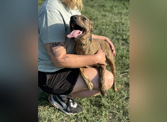 Cosmo, geboren 09.2023, 49cm sucht sein Abenteuer