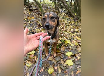 Pircsi, 2 Jahre, 42cm sucht ihr Körbchen