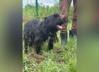 Rambo, geb. 01.03.2023, 42 cm,  sucht seine Herzensmenschen