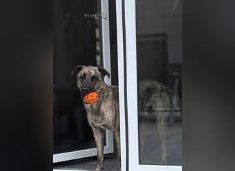 Sirius, geb. 15.11.2023, 50 cm, sucht ein erfahrenes Zuhause