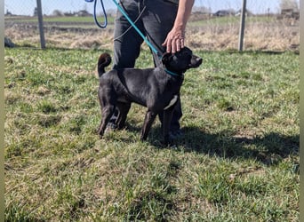 Morty, geb. 10.2020, 49cm, sucht seine Spielgefährten