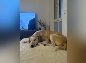 Misa, geboren 04.2024, 45cm sucht neues Zuhause