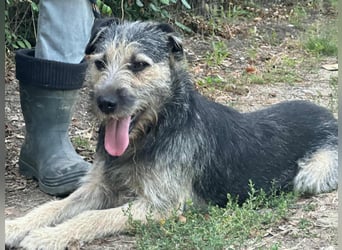 Ralf, geboren 01.08.2024, 49cm sucht sein für immer Zuhause