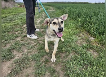 Vitez, geb. 09.2025, 44cm, sucht seine Menschen