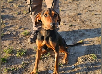 Berkeney, geboren 01.03.2025, 52cm sucht ihr Zuhause