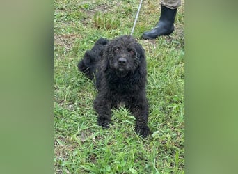 Liam, geboren 08.10.2018, 45cm sucht sein Zuhause