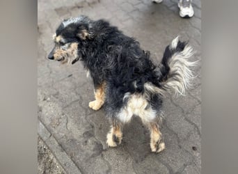 Ricky, geboren 10.01.2022, 44cm sucht tierliebes Zuhause