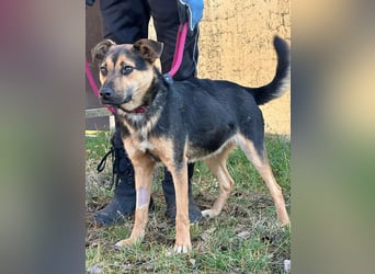 Gofi, geboren 01.08.2024, 46cm sucht seine Menschen