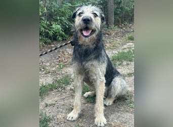 Ralf, geboren 01.08.2024, 49cm sucht sein für immer Zuhause