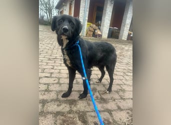 Zsazsa, geboren 02.01.2025, 52cm sucht ihre Menschen