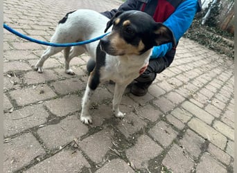 Vanda, geboren 29.01.2024, 47cm sucht ihr Glück