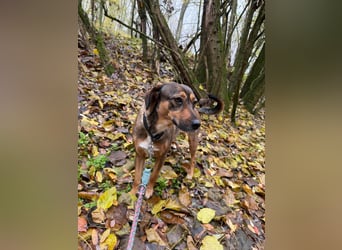 Pircsi, 2 Jahre, 42cm sucht ihr Körbchen