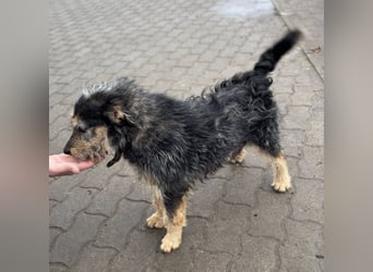 Ricky, geboren 10.01.2022, 44cm sucht tierliebes Zuhause