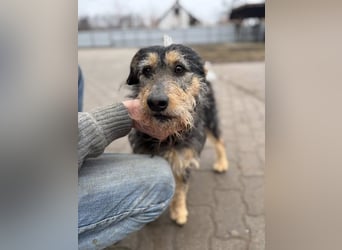 Ricky, geb. 10.01.2022, 44 cm, sucht sein Für-Immer-Zuhause