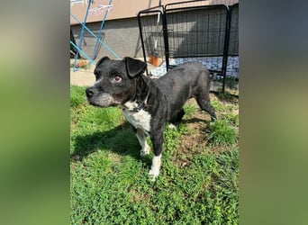 Thea, geboren 01.01.2015, 45cm sucht ruhiges Zuhause