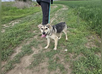 Vitez, geb. 09.2025, 44cm, sucht seine Menschen