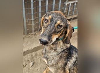 Ringo, geboren 07.01.2026, 52cm sucht sein Zuhause