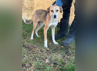 Reyla, geboren 01.05.2025, 49cm sucht ihre Menschen