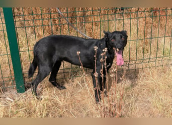 Houdini, geboren 01.11.2025, 45cm sucht sein Körbchen