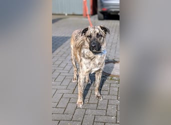 Sirius, geb. 15.11.2023, 50 cm, sucht ein erfahrenes Zuhause