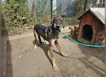 Ringo, geboren 07.01.2026, 52cm sucht sein Zuhause