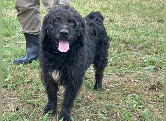 Liam, geboren 08.10.2018, 45cm sucht sein Zuhause