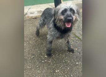 Ficko, geboren 10.08.2022, 47cm sucht sein Glück