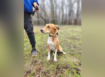 Törpie, 3 Jahre, 46cm sucht sein für immer Zuhause